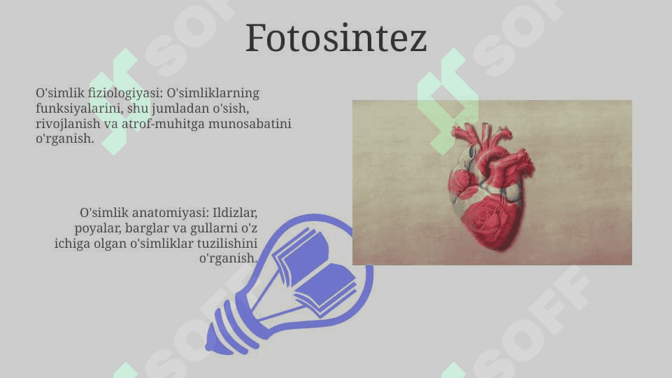 O‘simliklar anatomiyasi va fiziologiyasi 3