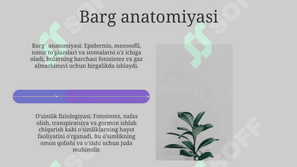 O‘simliklar anatomiyasi va fiziologiyasi 4