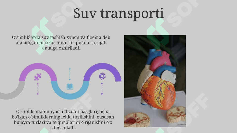 O‘simliklar anatomiyasi va fiziologiyasi 5