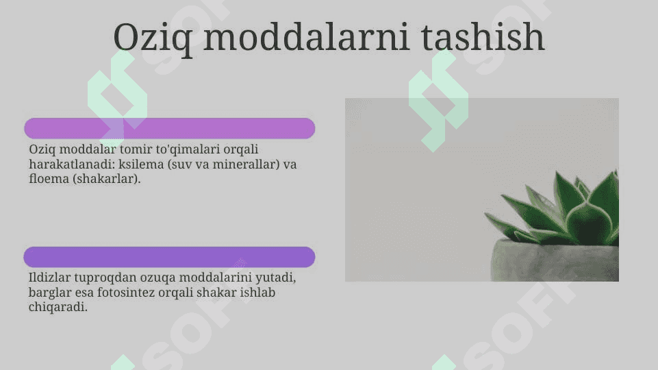 O‘simliklar anatomiyasi va fiziologiyasi 6