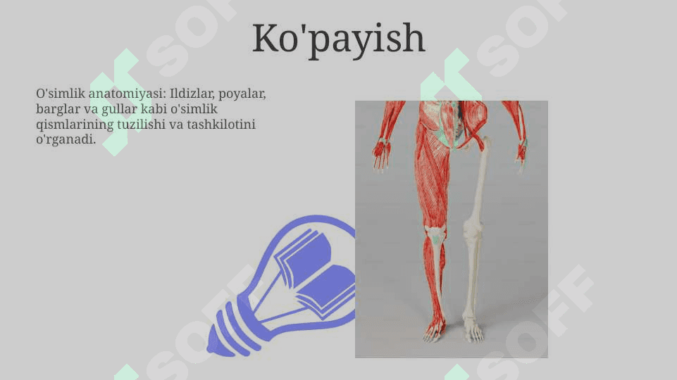O‘simliklar anatomiyasi va fiziologiyasi 7