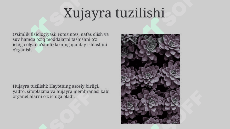 O‘simliklar anatomiyasi va fiziologiyasi 8