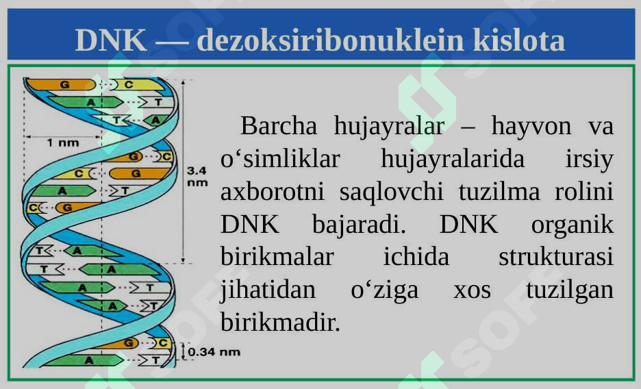 Nuklein kislotalar 7