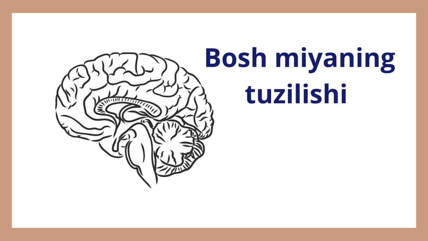 Bosh miyaning tuzilishi 1