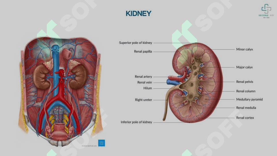 Siydik_ayirish_va_buyrakusti_bezi_normal_va_klinik_anatomiyasi 3