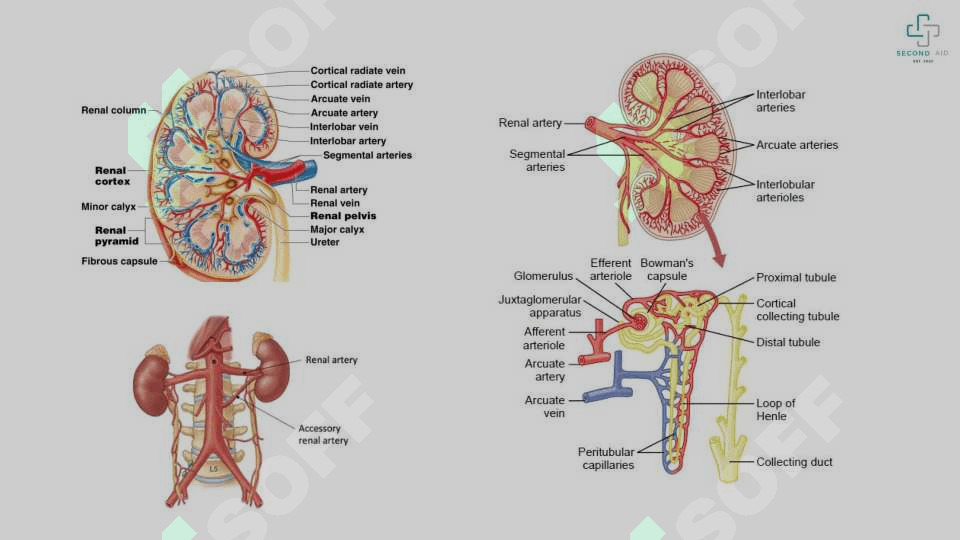 Siydik_ayirish_va_buyrakusti_bezi_normal_va_klinik_anatomiyasi 7