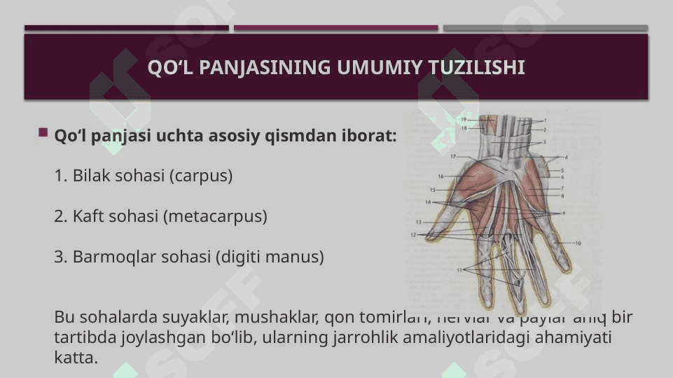 Qo’l panja sohasi topografik anatomiyasi 3