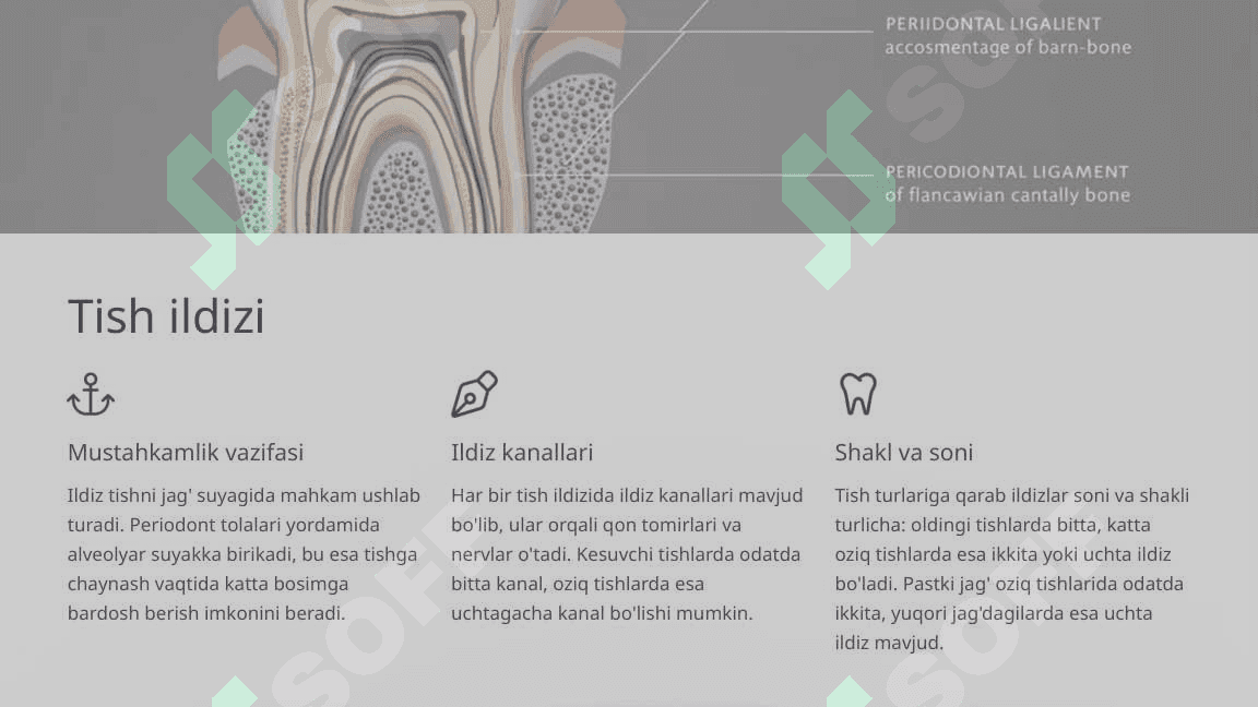 Tishlarning anatomik tuzilishi. 6