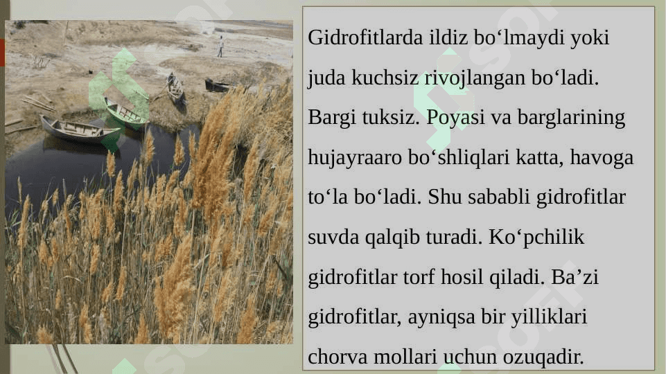 Organizmlarning ekologik guruhlari 4