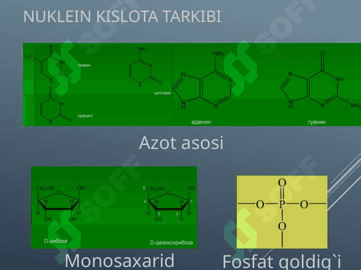 DNK va RNK 2