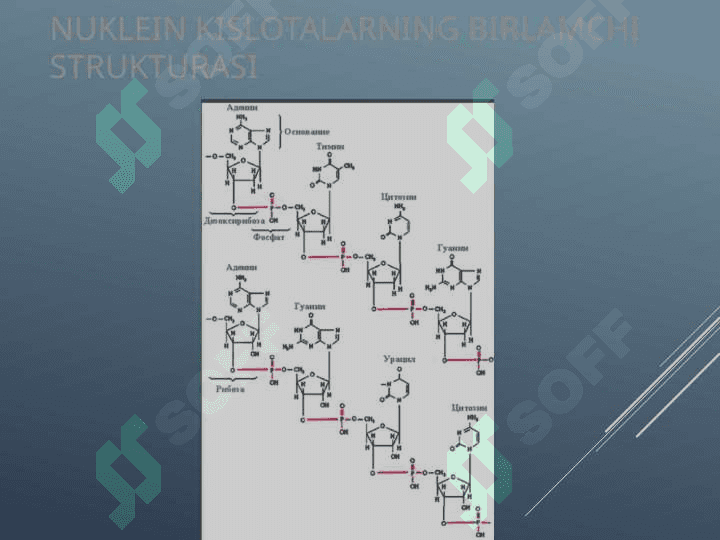 DNK va RNK 6