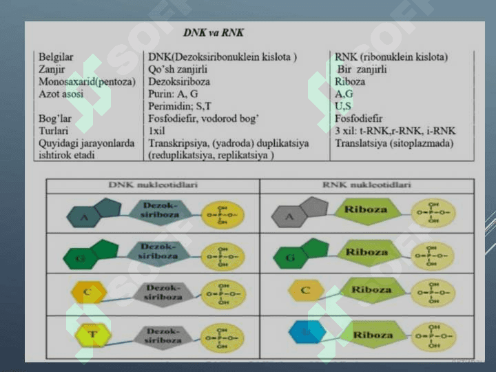 DNK va RNK 7