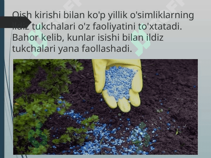 “O`simliklarning mineral oziqlanishi” 8