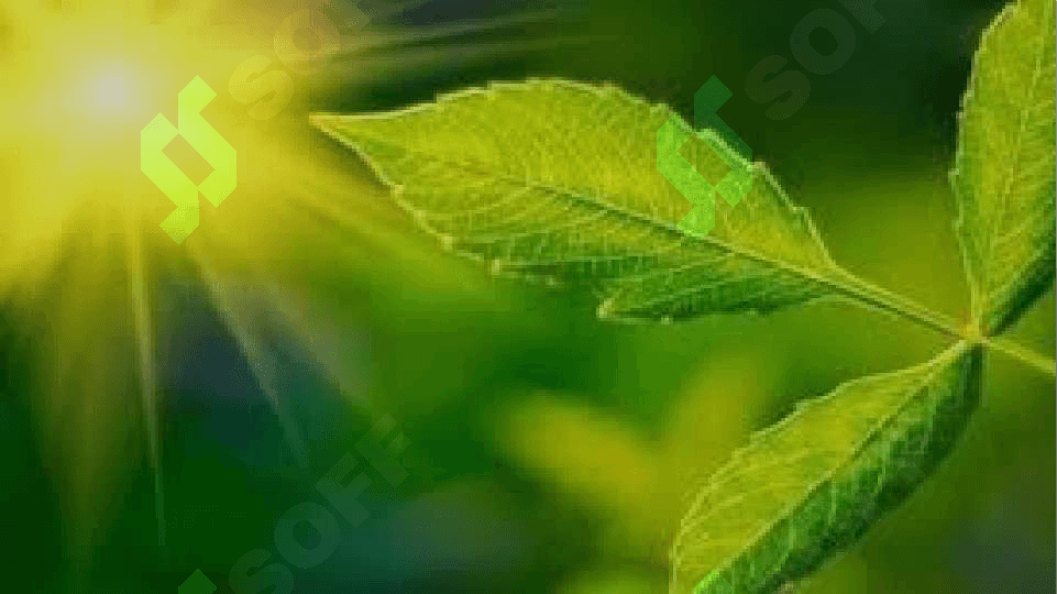 O`simliklarning nafas olishi 8