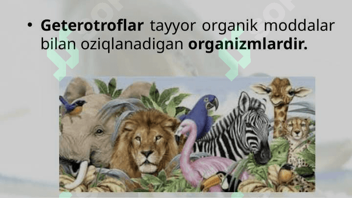 Organizmlarning oziqlanish usullari 7
