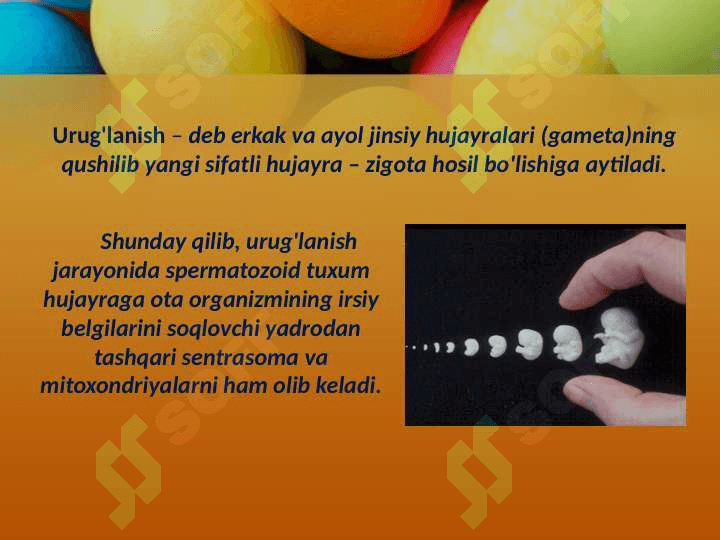 Embrional rivojlanishning umumiy qonuniyatlari 4
