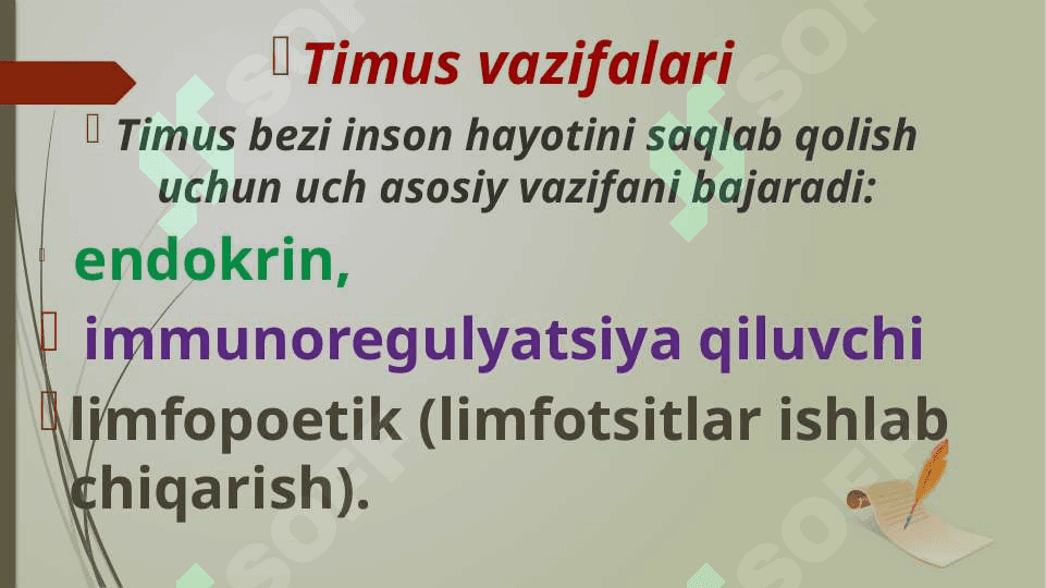 Timus 4