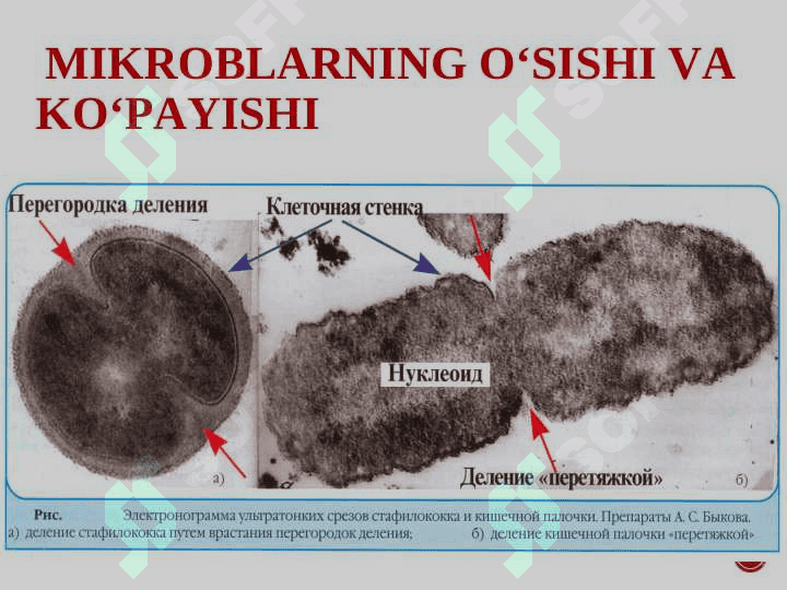 Bakteriyalar fiziologiyasi. Oziqlanish tipi va mexanizmi bo‘yicha tasnifi. Oziq muhitlar tasnifi 7