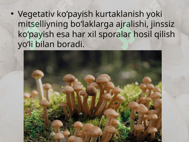 Zamburug‘lar dunyosi. 4