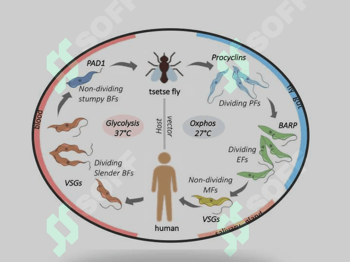 Odamlarda parazitlik qiluvchi xivchinlilar (tripanasoma, trixomonada, lyambliya, leyshmaniya) 4