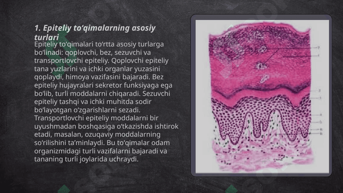Oʻzgaruvchan epiteliy toʻqimalarining tuzilishi 3