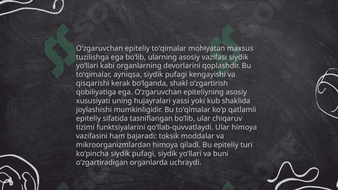 Oʻzgaruvchan epiteliy toʻqimalarining tuzilishi 4