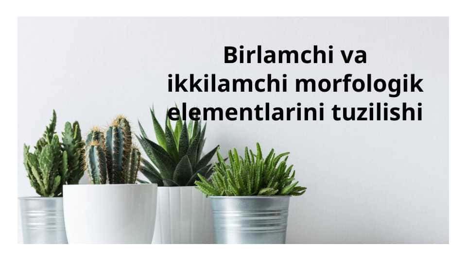 Birlamchi va ikkilamchi morfologik elementlarini tuzilishi 1