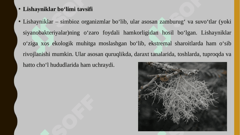 Lishayniklar bo'limi tavsifi, tallomining tuzilishi, xillari tabiatda va xalq xo‘jaligida ahamiyati 4