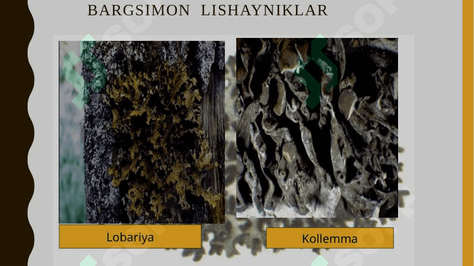 Lishayniklar bo'limi tavsifi, tallomining tuzilishi, xillari tabiatda va xalq xo‘jaligida ahamiyati 6