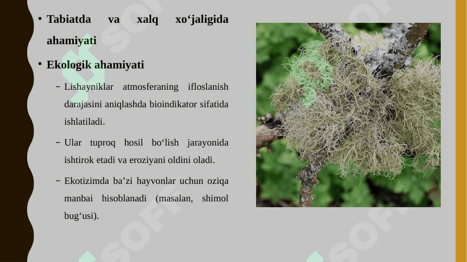 Lishayniklar bo'limi tavsifi, tallomining tuzilishi, xillari tabiatda va xalq xo‘jaligida ahamiyati 8