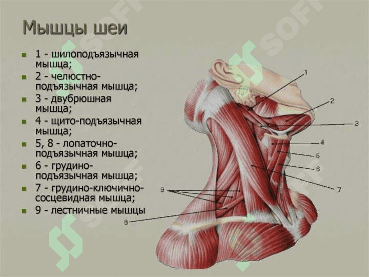 Bo‘yin mushaklari. Bosh mushaklari. Chaynov va mimika mushaklari. Ularning yoshga doir xususiyatlari 3