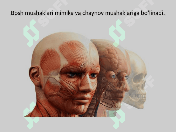 Bo‘yin mushaklari. Bosh mushaklari. Chaynov va mimika mushaklari. Ularning yoshga doir xususiyatlari 5
