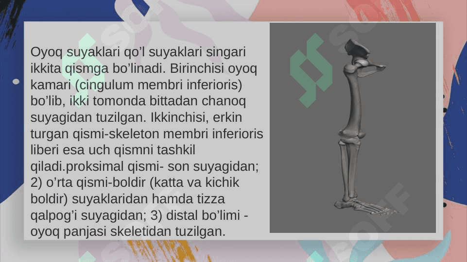 Qolning erkin turgan bolimidagi suyaklar. Bosh skeleti 7