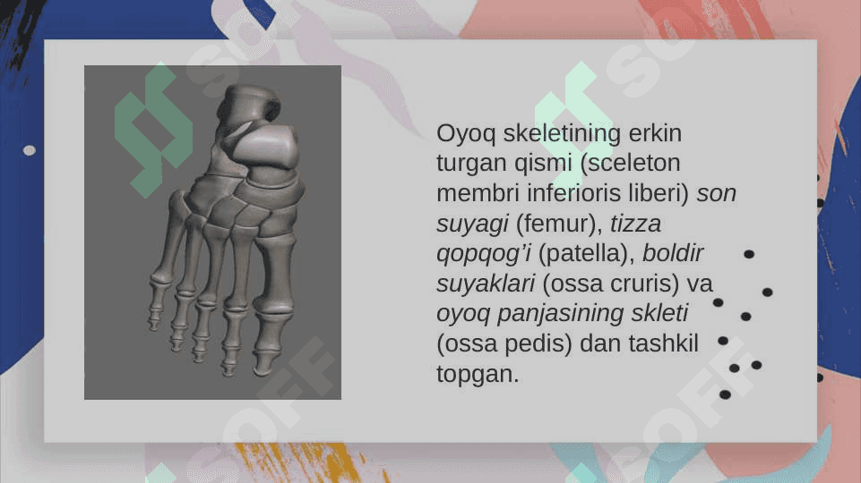 Qolning erkin turgan bolimidagi suyaklar. Bosh skeleti 8
