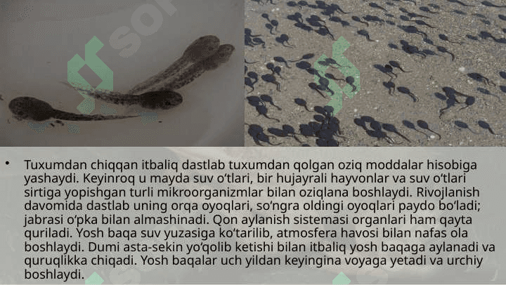 SUVDA HAMDA QURUQLIKDA YASHOVCHILAR 5