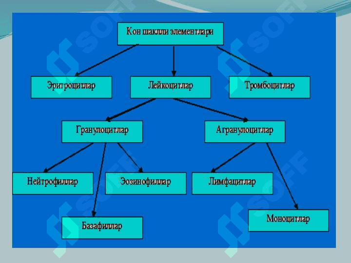 ҚОН.  ҚОН АЙЛАНИШ ОРГАНЛАРИНИНГ ЁШ ХУСУСИЯТЛАРИ 4