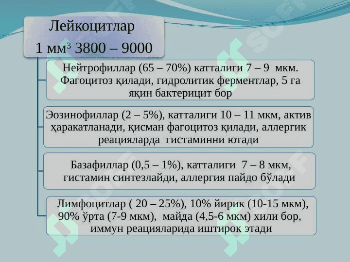 ҚОН.  ҚОН АЙЛАНИШ ОРГАНЛАРИНИНГ ЁШ ХУСУСИЯТЛАРИ 6