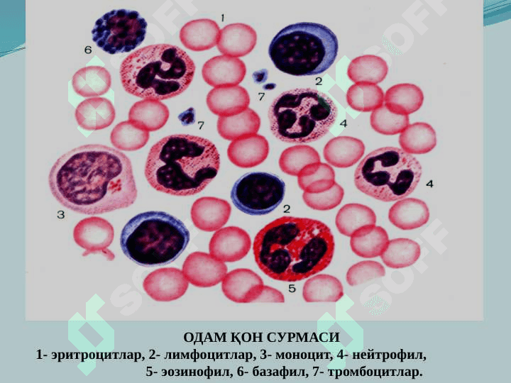 ҚОН.  ҚОН АЙЛАНИШ ОРГАНЛАРИНИНГ ЁШ ХУСУСИЯТЛАРИ 8