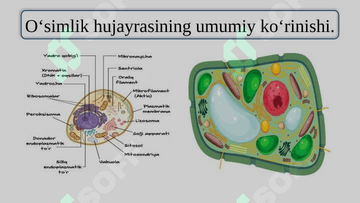 Oʻsimlik hujayralari kulturalaridan foydalanish istiqbollari. 8