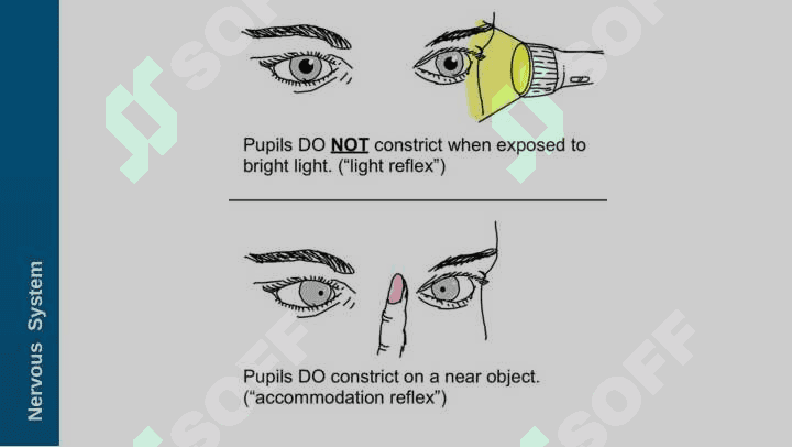 NEUROANATOMY - Auditory system 5
