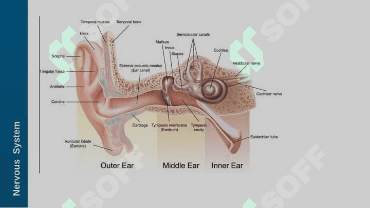 NEUROANATOMY - Auditory system 7