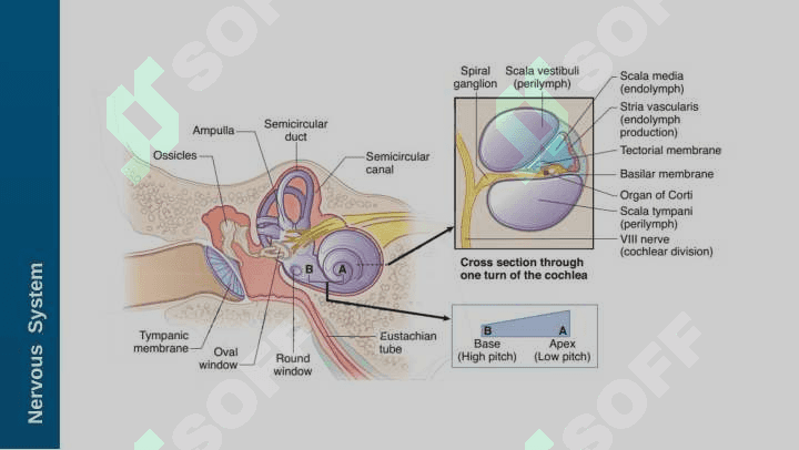 NEUROANATOMY - Auditory system 8