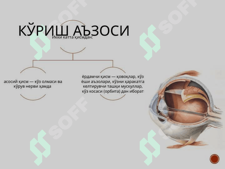 Shox parda anatomiyasi va patologiyasi 3