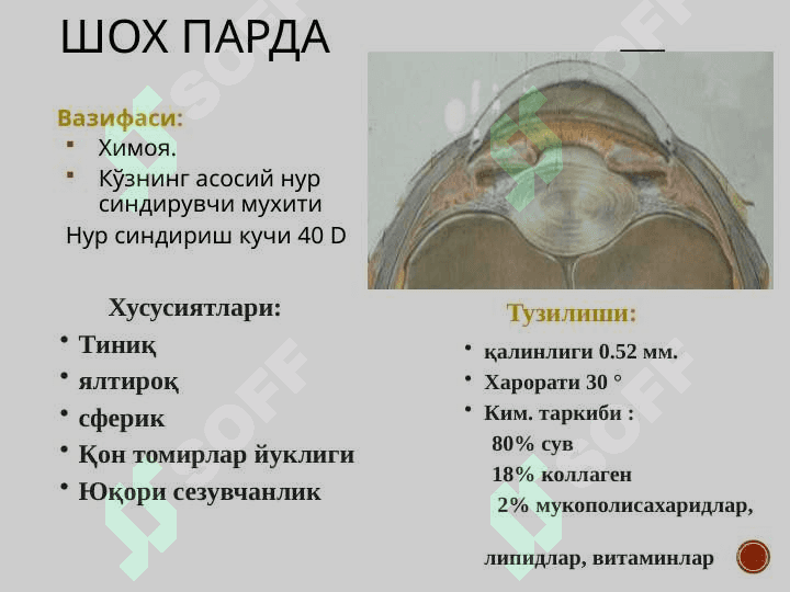 Shox parda anatomiyasi va patologiyasi 4