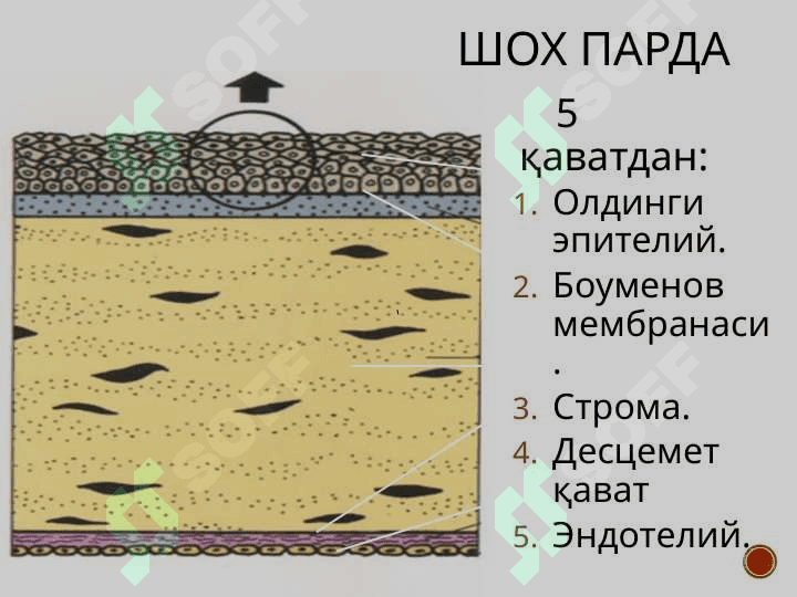 Shox parda anatomiyasi va patologiyasi 5