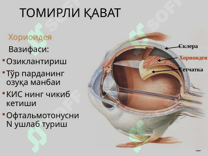 Shox parda anatomiyasi va patologiyasi 7
