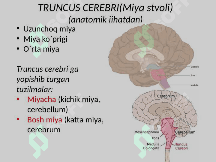 Uzunchoq miya 4