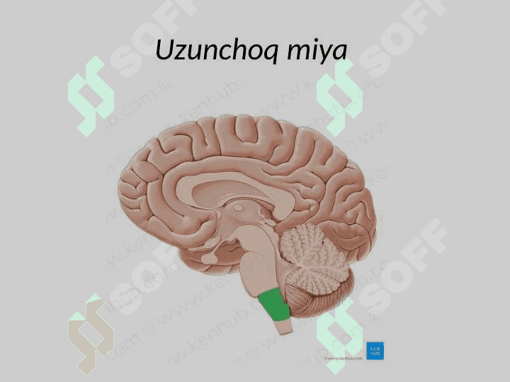 Uzunchoq miya 5