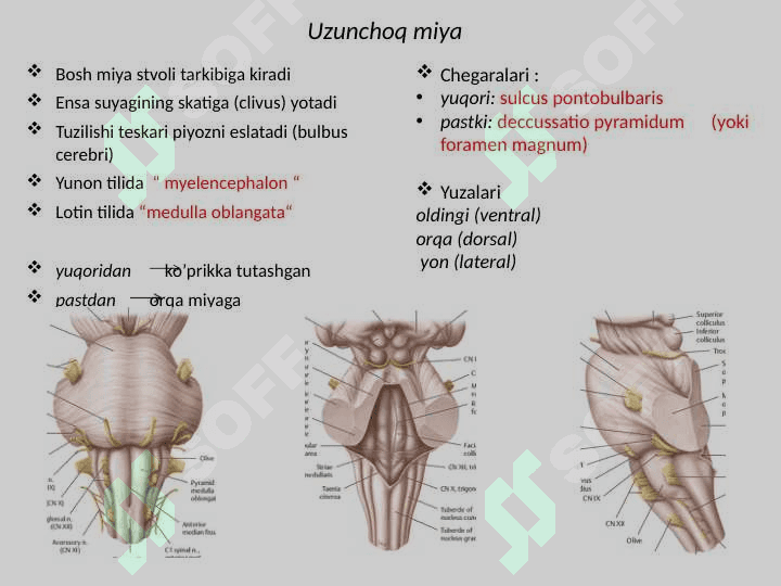 Uzunchoq miya 6