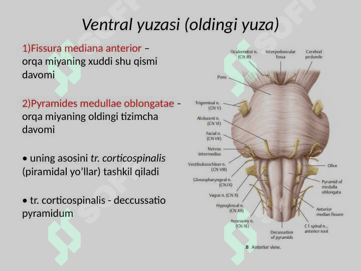 Uzunchoq miya 7